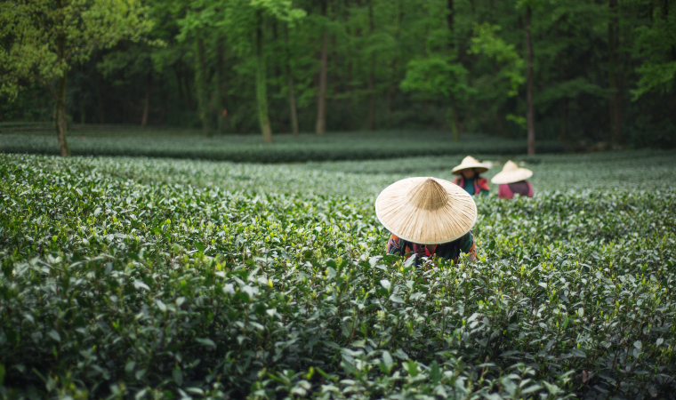 江西紅茶出口哈薩克斯坦46.2噸(圖1)